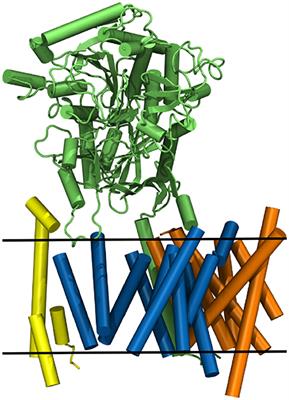 γ-Secretase Studied by Atomistic Molecular Dynamics Simulations: Global Dynamics, Enzyme Activation, Water Distribution and Lipid Binding